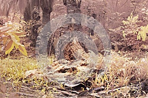 the fallen decompose tree trunk at the plantation