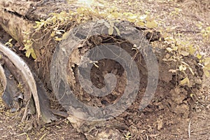 the fallen decompose tree trunk at the plantation