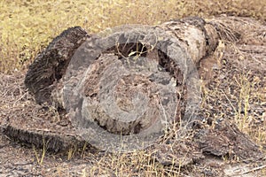 the fallen decompose tree trunk at the plantation
