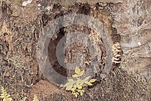 the fallen decompose tree trunk at the plantation