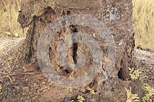 the fallen decompose tree trunk at the plantation