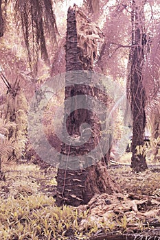 the fallen decompose tree trunk at the plantation