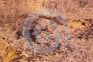 the fallen decompose tree trunk at the plantation