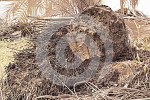 the fallen decompose tree trunk at the plantation