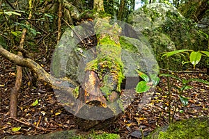 A fallen, decomposing tree in the rainforest covered with fungus and moss