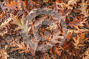 Fallen and discolored oak tree leaves