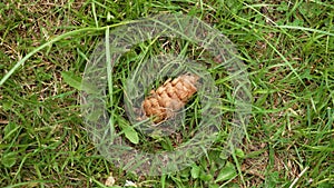 Fallen Douglas fir cone on a green meadow grass in woodland close up.