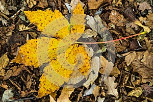 A fallen down autunno leaf