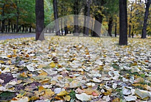 The fallen-down foliage in the park