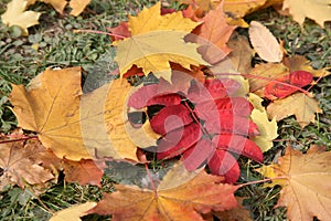 The fallen down leaves