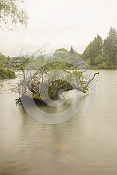 Fallen down tree in lake, branches growing