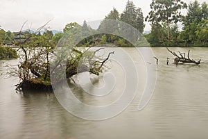 Fallen down tree in lake, branches growing