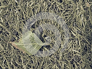 Fallen dry leaf in the grass. Dotted leaves by tree pollen. Artificial green turf