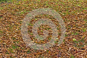 Fallen dry leaves autumn