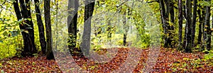 Fallen dry leaves in the autumn forest, early autumn, panorama