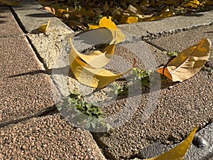 fallen dry leaves on the courtyard floor