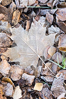 Fallen dry leaves covered with hoarfrost