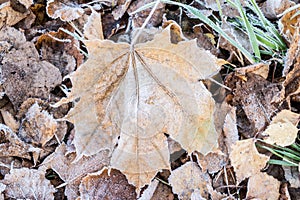 Fallen dry leaves covered with hoarfrost