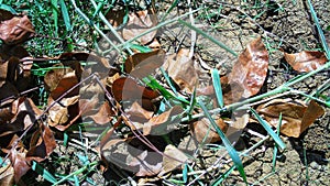 fallen dry leaves fell to the ground