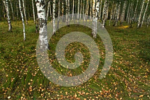 Fallen dry leaves on the grass in birch forest in autumn