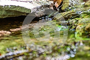 Fallen dry leaves and small branches in a forest pool among stones, moss and vegetation. Wet and humid climate after rainy