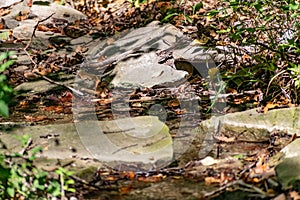 Fallen dry leaves and small branches in a forest pool among stones, moss and vegetation. Wet and humid climate after rainy