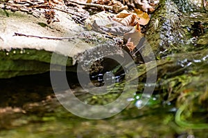 Fallen dry leaves and small branches in a forest pool among stones, moss and vegetation. Wet and humid climate after rainy