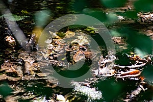 Fallen dry leaves and small branches in a forest pool among stones, moss and vegetation. Wet and humid climate after rainy