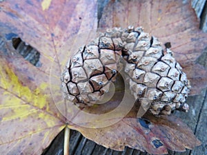 Fallen dry leaves of the tree cold autumn sad season end of the pineapple cycle photo