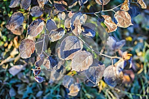 Fallen dry leaves with white frost, abstract natural top view background. Frozen foliage on the ground. First frost