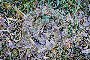 Fallen dry leaves with white frost, abstract natural top view background. Frozen foliage on the ground. First frost