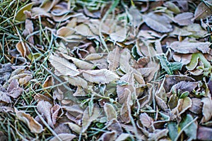 Fallen dry leaves with white frost, abstract natural top view background. Frozen foliage on the ground. First frost