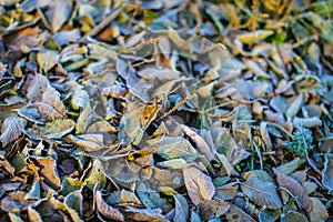 Fallen dry leaves with white frost, abstract natural top view background. Frozen foliage on the ground. First frost