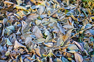 Fallen dry leaves with white frost, abstract natural top view background. Frozen foliage on the ground. First frost