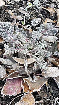 Fallen dry leaves with white frost, abstract natural top view background. Frozen foliage on the ground. First frost. Late autumn