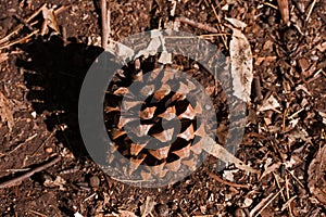 FALLEN DRY PINE CONE ON BARE GROUND