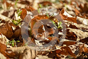 Fallen dry plane tree leaves in Autumn. Background texture. Selective focus.