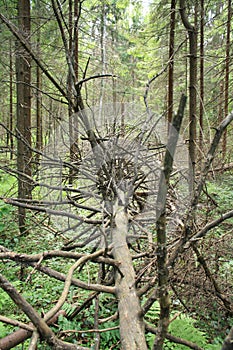 Dry fallen tree with leafless branches in the forest in Moscow region