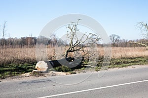 Fallen dry tree near road, for the sake of road safety.