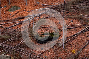 Fallen dry tree trunks, autumn clearing of the forest from diseased and dead plants.