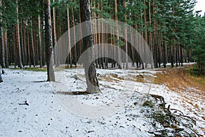 Fallen the first snow in a pine forest