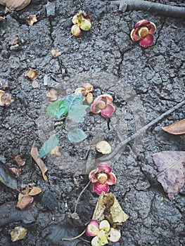 Fallen flower on the earth photo