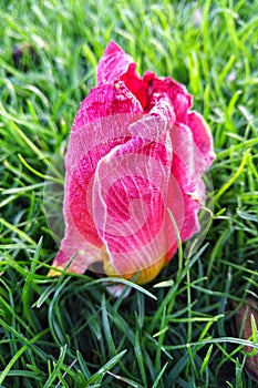 Fallen flower in green grass