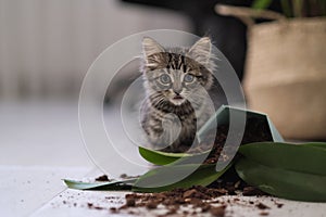 Fallen flower and and a little kitten, cleaning concept. damage from pets