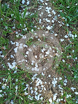 Fallen flower petals in the spring on the grass in the field