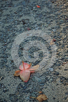 Fallen flower on a rough concrete surface