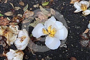 fallen flower sepal on the ground
