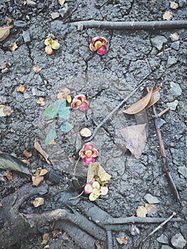 Fallen flowers on the earth photo