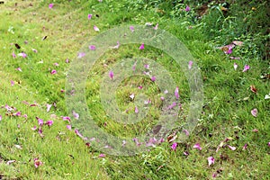 The fallen flowers and the grass