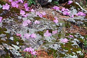 Fallen flowers and rhododendron petals lie on a stone covered with mosses